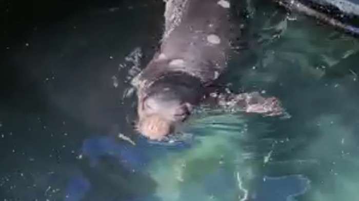 Nesli tehlike altındaki Akdeniz foku, limanda g&ouml;r&uuml;nt&uuml;lendi