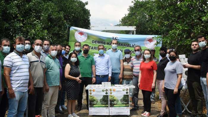 Portakal ağaçlarını faydalı böcekler koruyacak