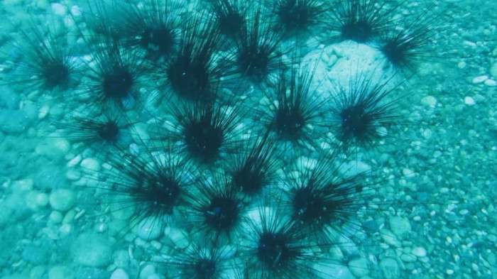  Dünyaca ünlü sahilde deniz kestaneleri koloni olarak görüntülendi   