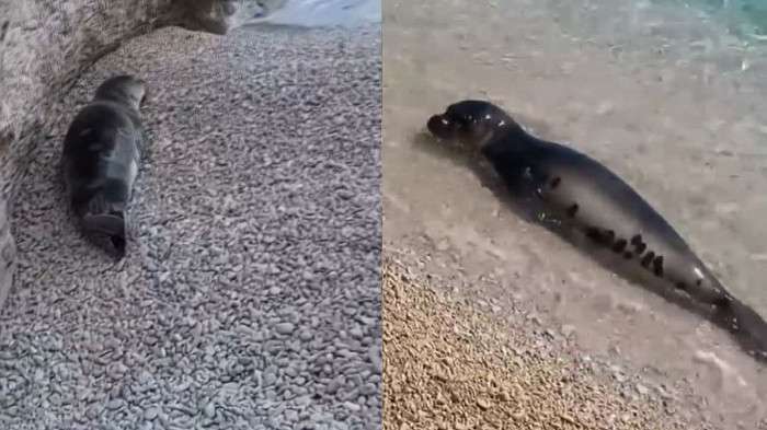 Dünyadaki 600-700 fok sayısının dörtte üçü Yunanistan ile Türkiye kıyılarında yaşıyor