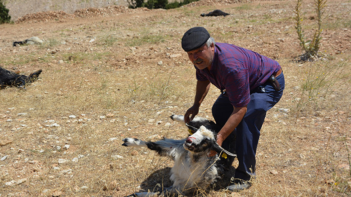 Tarla etrafına dökülen gübreyi yiyen 25 keçi öldü 