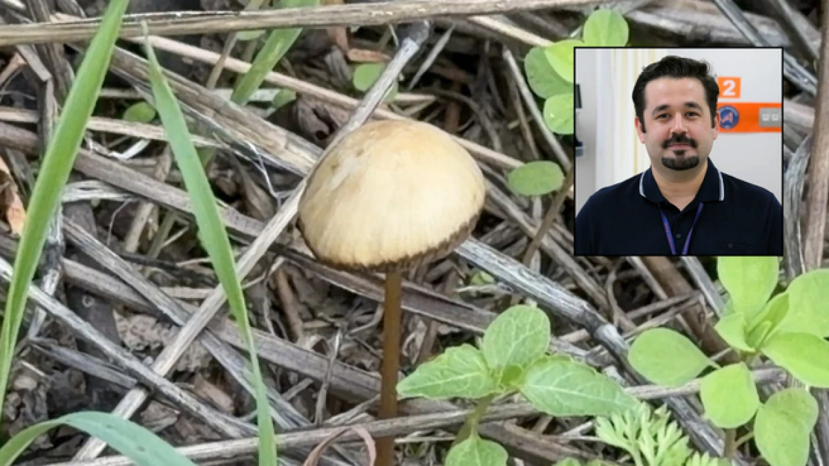 Akdeniz &Uuml;niversitesi&rsquo;nden uyarı! &ldquo;Her 3 mantardan 1'i sizi hastanelik edebilir' 