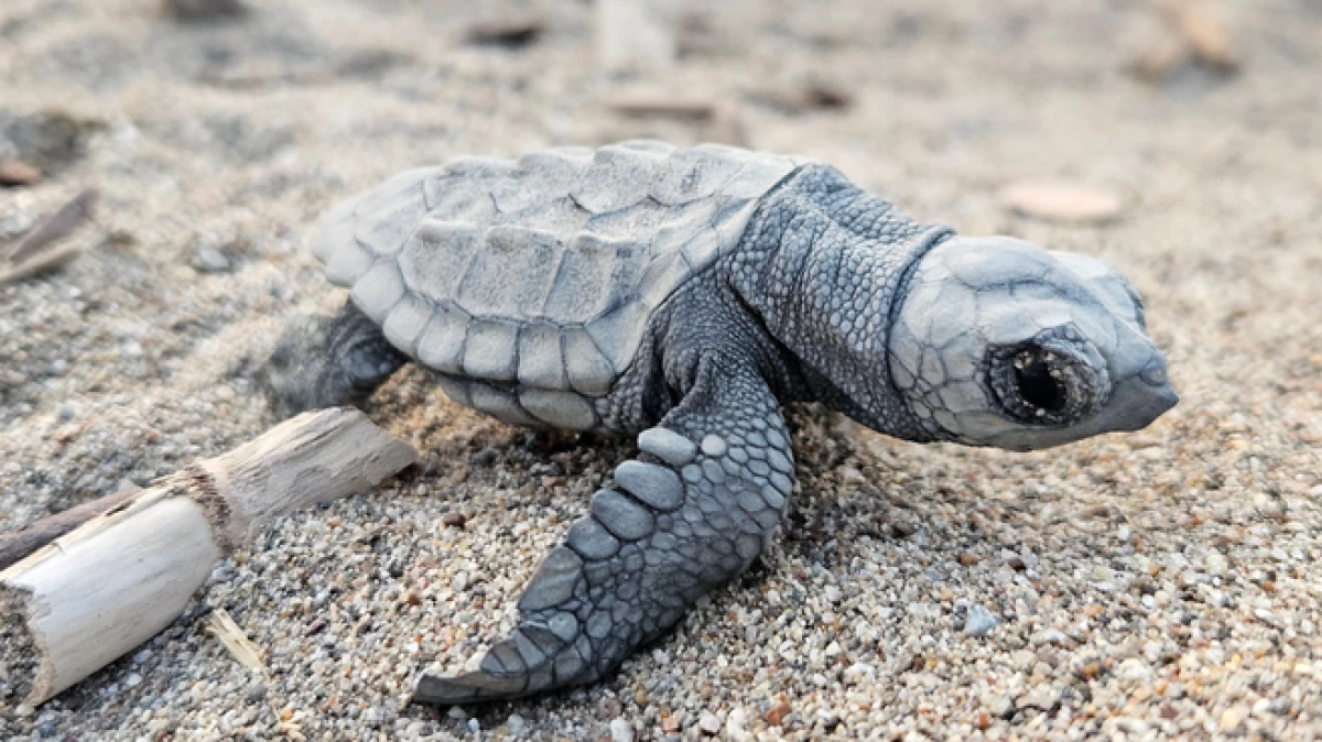 Akdeniz'de yavru caretta heyecanı