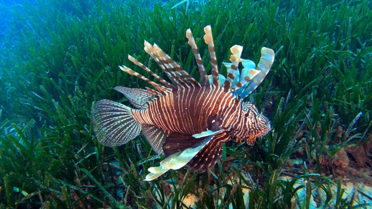 Akdeniz'deki istilacı t&uuml;rler, besin zincirinde &ccedil;ıkmaz yol oluşturuyor