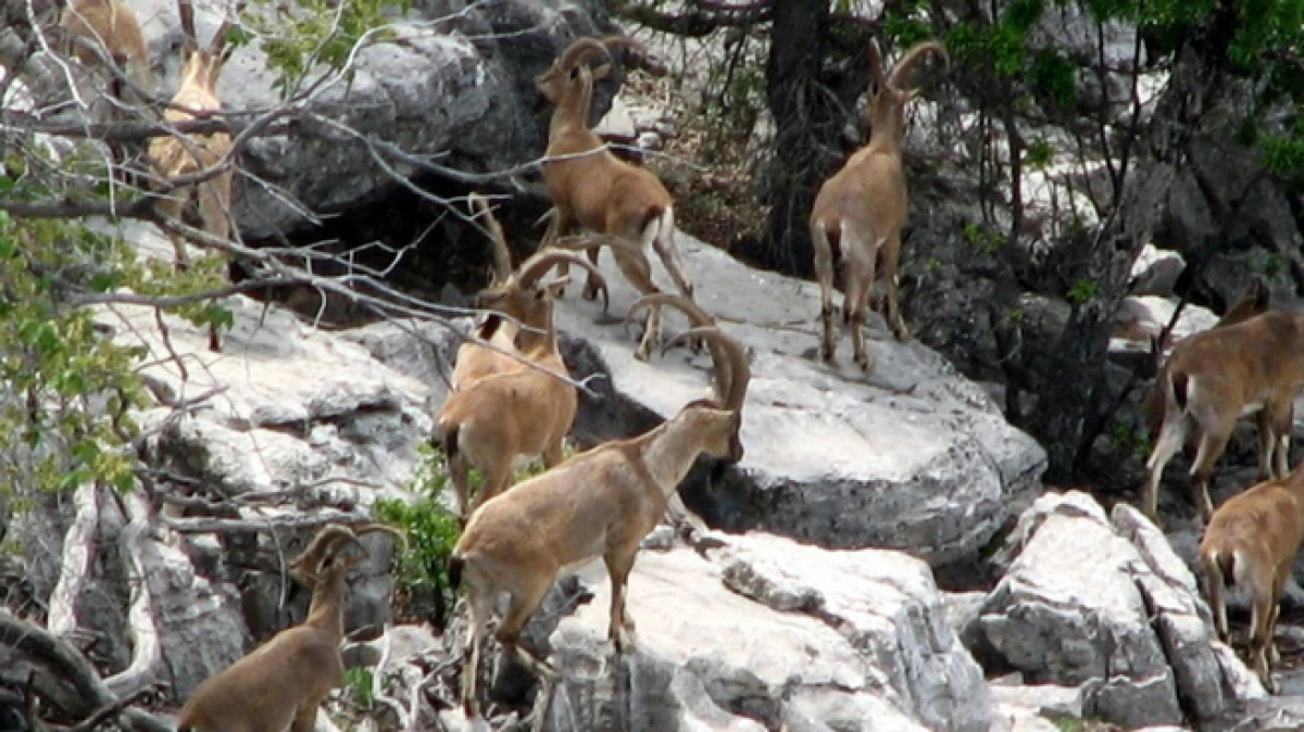 Akseki&rsquo;de zirveler karla kaplanınca yaban ke&ccedil;ileri yerleşim alanlarına indi 
