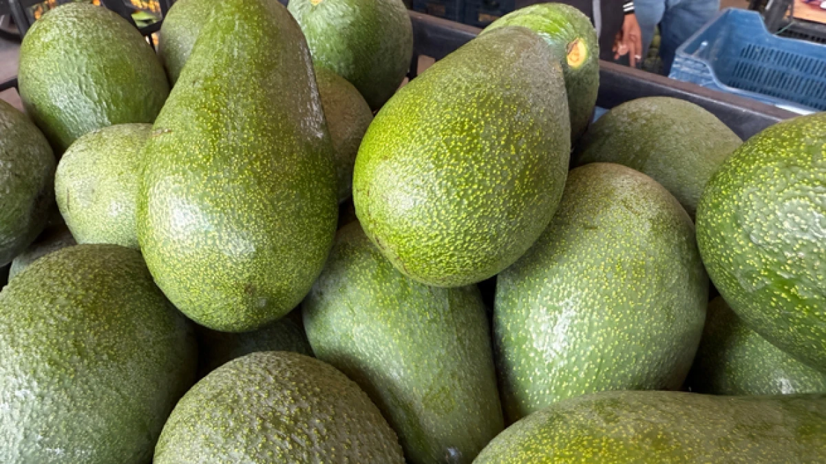 Alanya avokadosunda rekolte beklentisi 150 milyon adet 