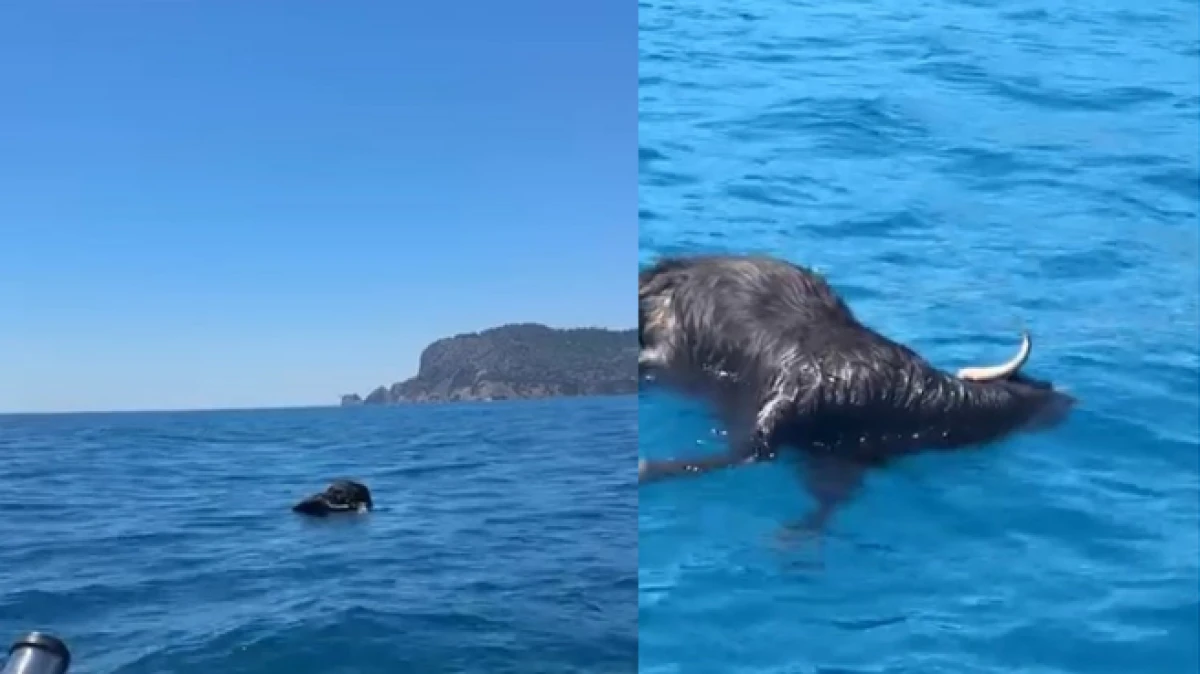 Alanya Kalesi a&ccedil;ıklarında denizde &ouml;l&uuml; ke&ccedil;i bulundu   