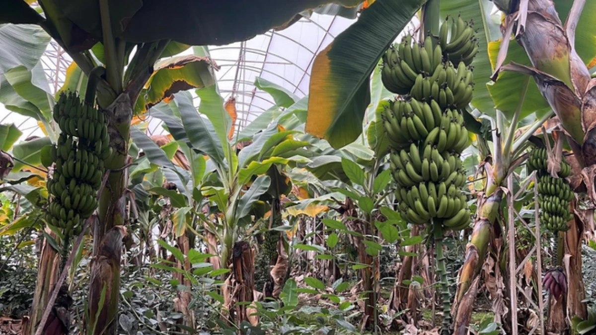 Alanya, T&uuml;rkiye'nin muz ihtiyacının y&uuml;zde 40'ını karşılıyor  