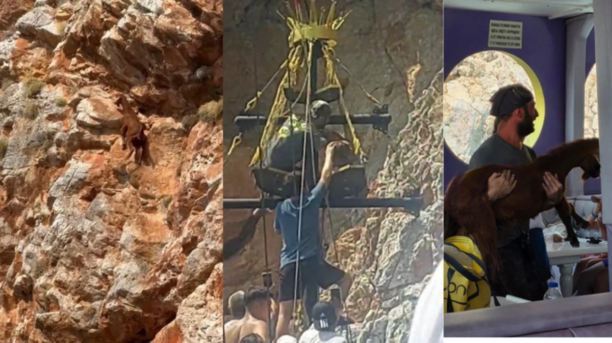 Alanya’da 3 gündür mahsur kalan dağ keçisini tur teknecileri kurtardı   