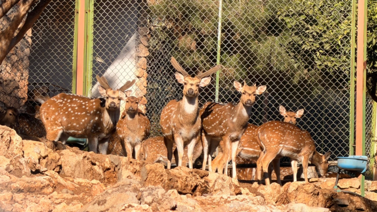 Antalya Doğal Yaşam Parkı'nın 2026'da ilk yavrusu aksis geyiği 