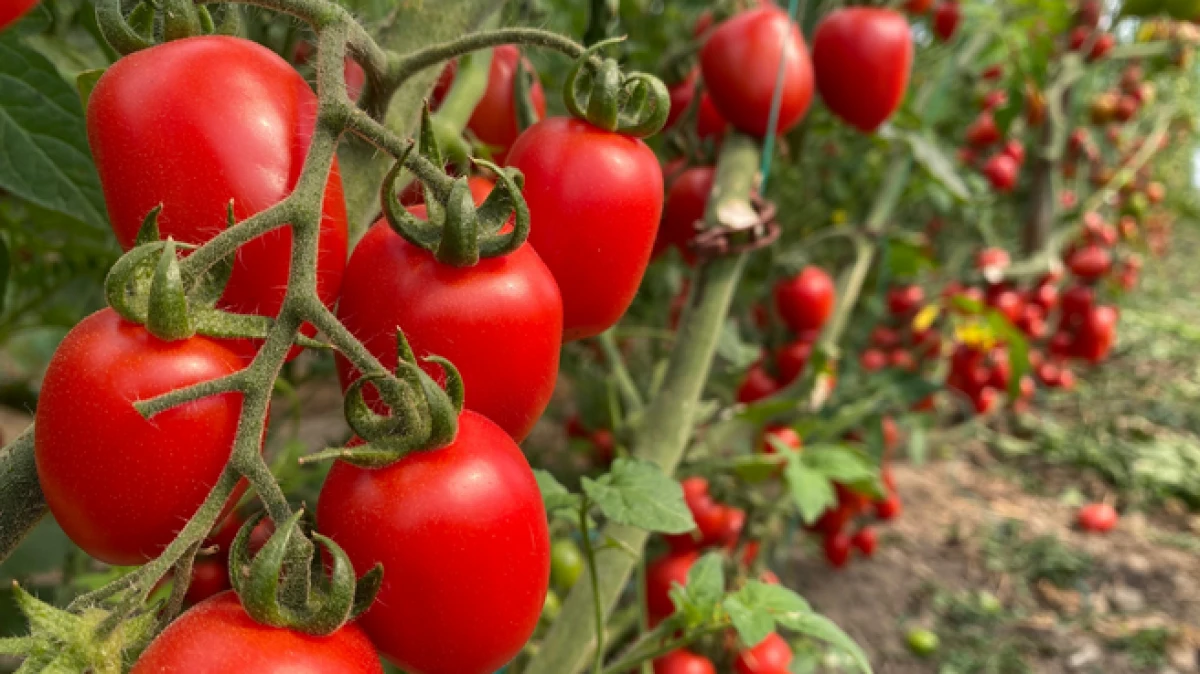 Antalya Ticaret Borsası a&ccedil;ıkladı: "Meyvede fiyat arttı, sebzede geriledi"   