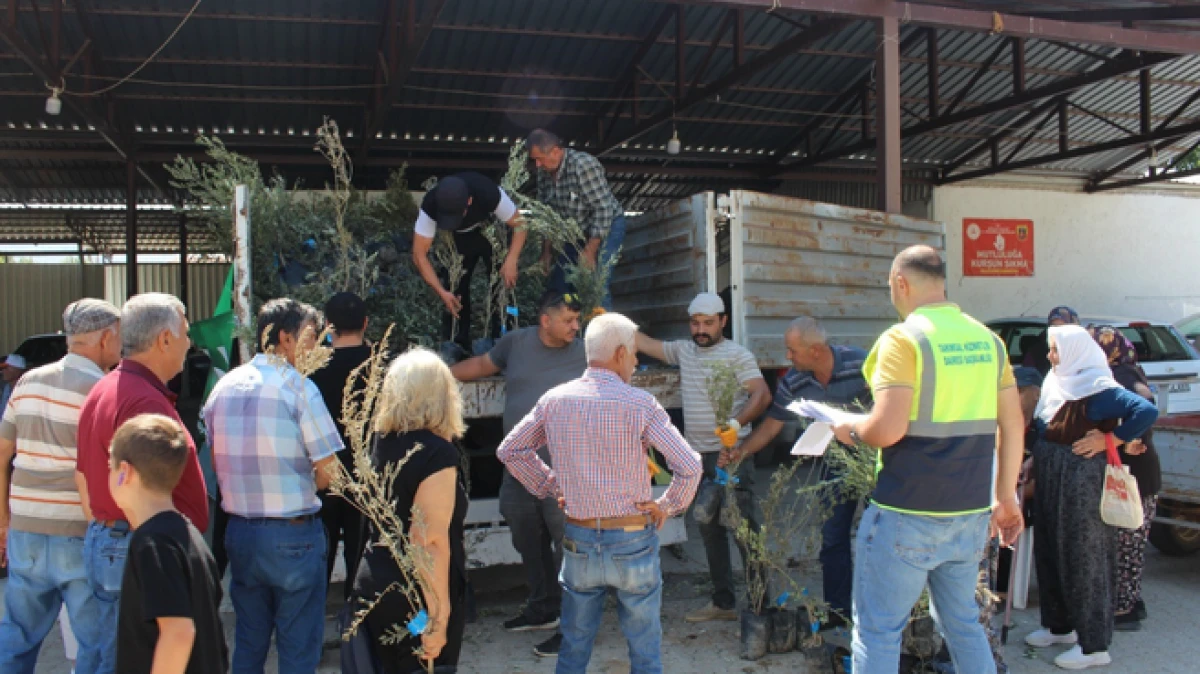 Antalya’da 19 ilçeye 40 bin zeytin fidanı desteği