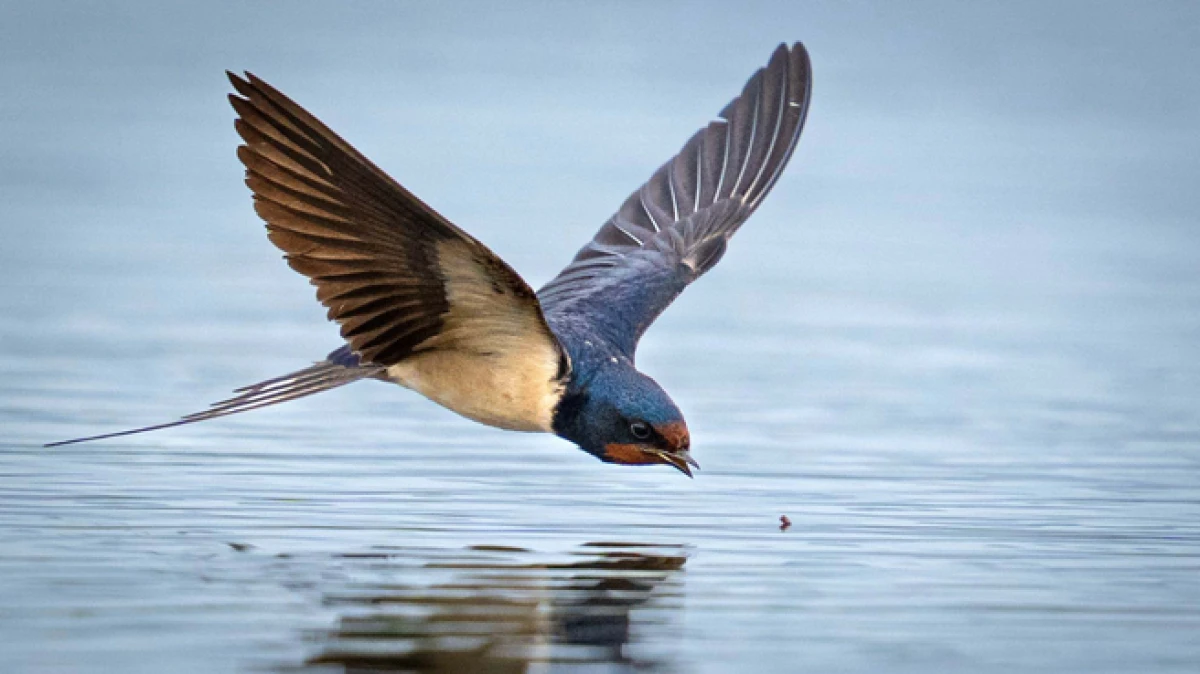 Antalya'da 3 g&uuml;nde 120'nin &uuml;zerinde kuş t&uuml;r&uuml; g&ouml;zlemlendi