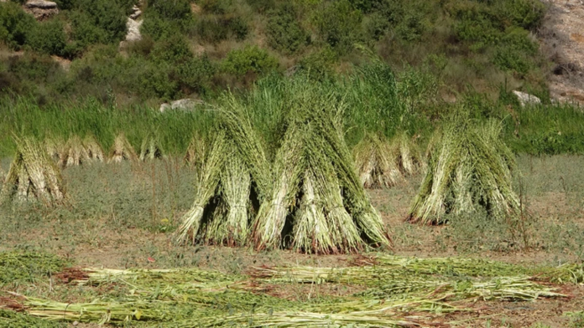 Antalya'da altın susamda hasat başladı 