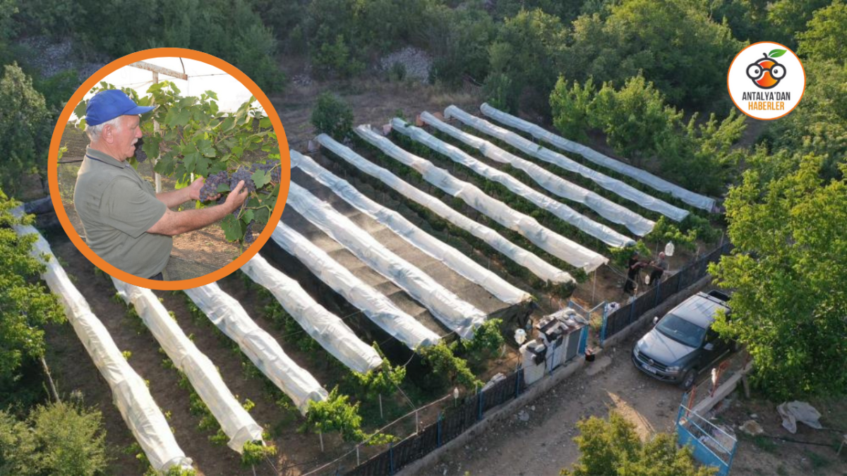 Antalya'da asırlık üzüm bağlarını yaşatma mücadelesi