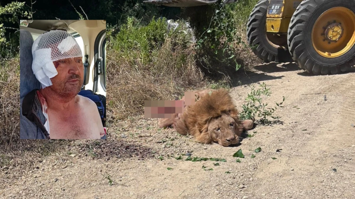 Antalya’da aslan saldırısına uğrayan çiftçi yaşadıklarını anlattı