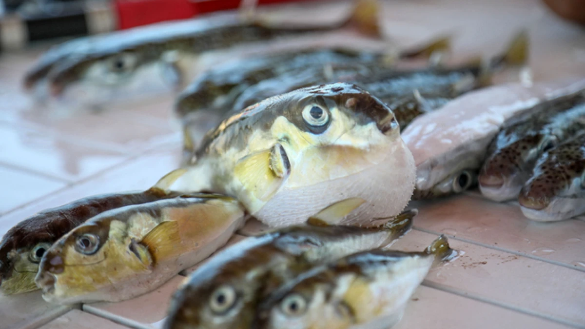 Antalya'da 'balon balığı avcıları', 1 milyon 227 bin 144 lira kazandı 