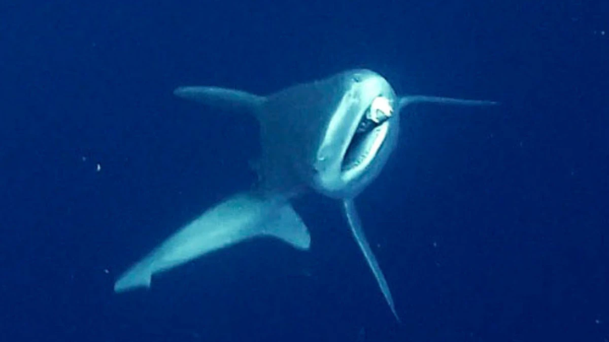 Antalya&rsquo;da Camg&ouml;z k&ouml;pek balığını dalgı&ccedil;lar kurtardı 