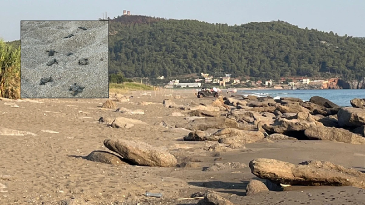 Antalya'da caretta caretta yuvaları zarar gördü  