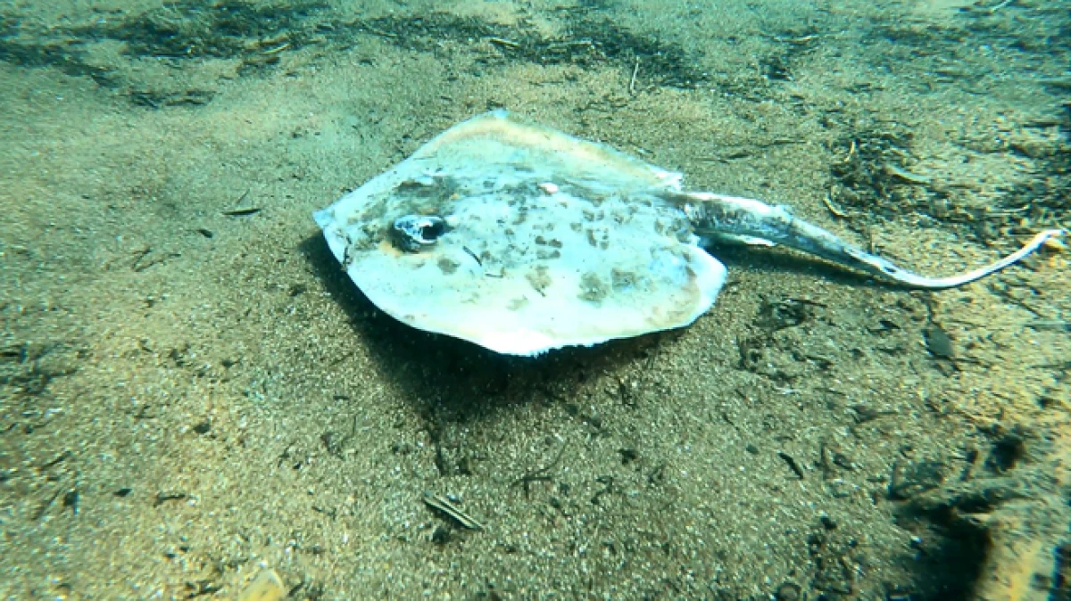 Antalya&rsquo;da &Ccedil;ıralı Sahili&rsquo;nde balık &ouml;l&uuml;mleri korkuttu