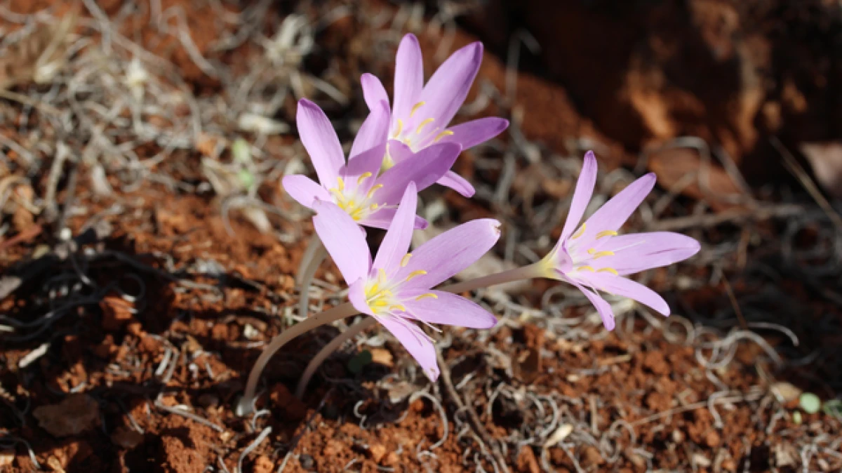 Antalya&rsquo;da endemik t&uuml;r&uuml; koparmanın cezası 699 bin 245 TL  