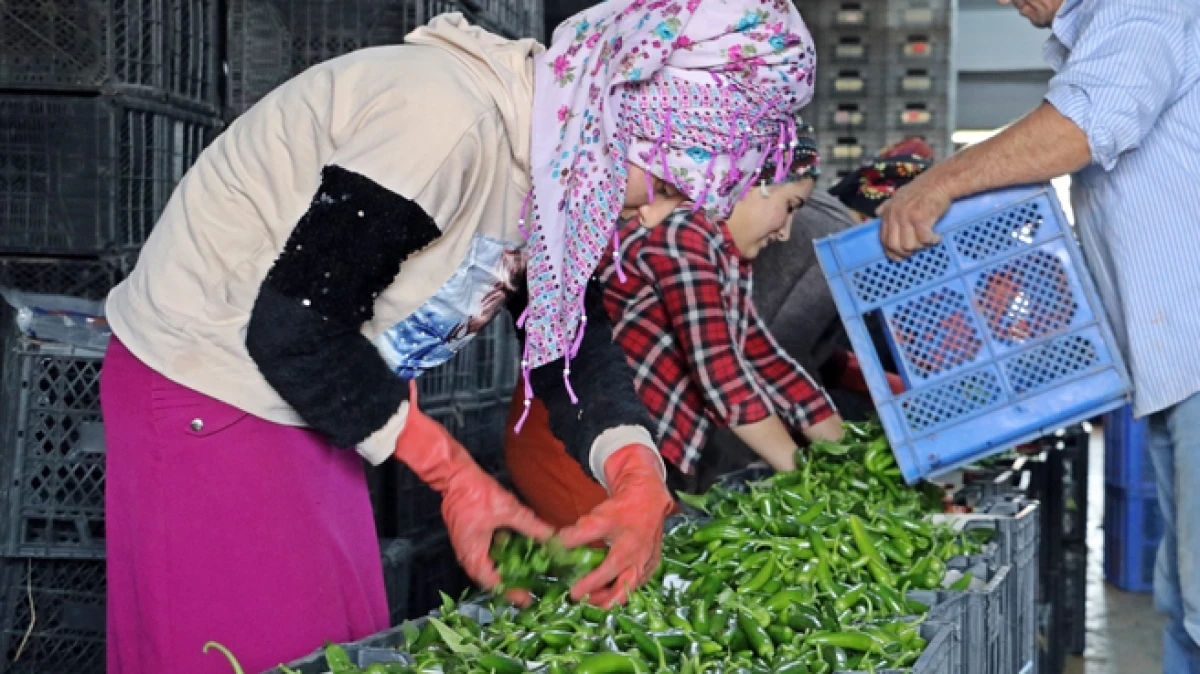 Antalya’da Eylül’de sebze miktarı yüzde 10 arttı   