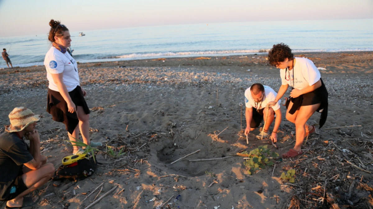 Antalya&rsquo;da hava ısındı, caretta yuvaları arttı 