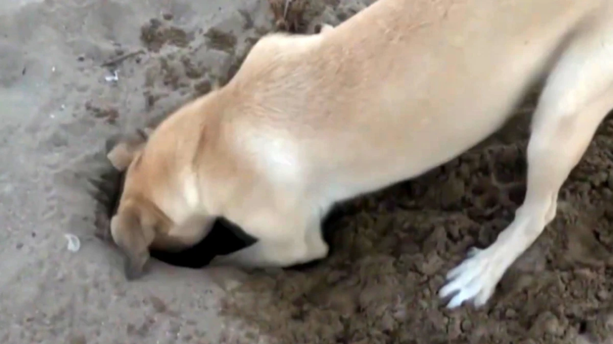 Antalya&rsquo;da her 10 caretta yuvasından 1'i tahrip oldu  