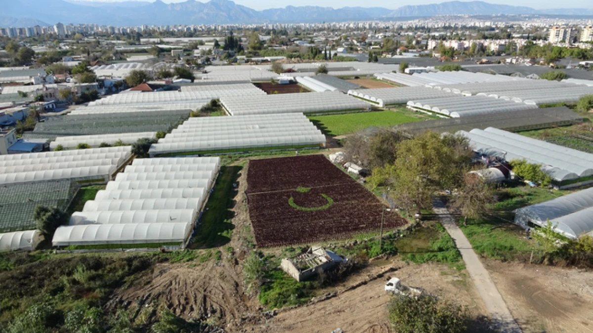 Antalya'da iki çiftçi tarlalarında 13 bin marulla Türk bayrağı deseni oluşturdu   