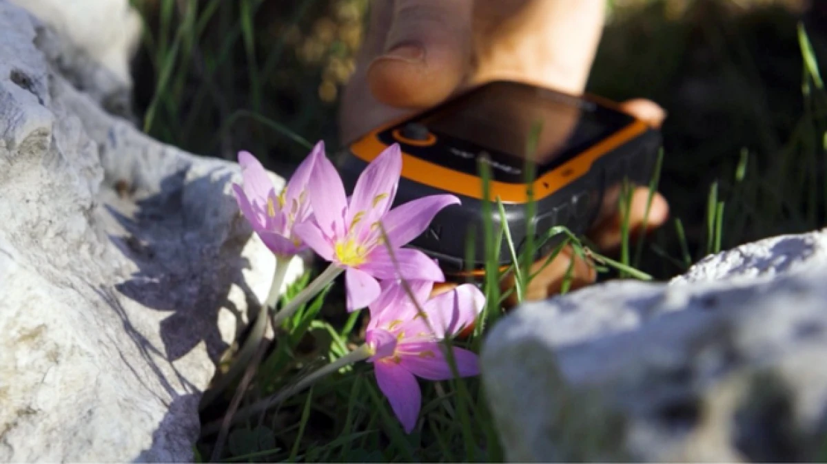 Antalya&rsquo;da karasal orkidelerde ka&ccedil;ak s&ouml;k&uuml;m alarmı