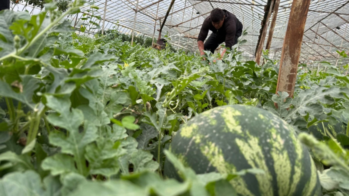 Antalya&rsquo;da kış karpuzu hasadı i&ccedil;in geri sayım başladı   