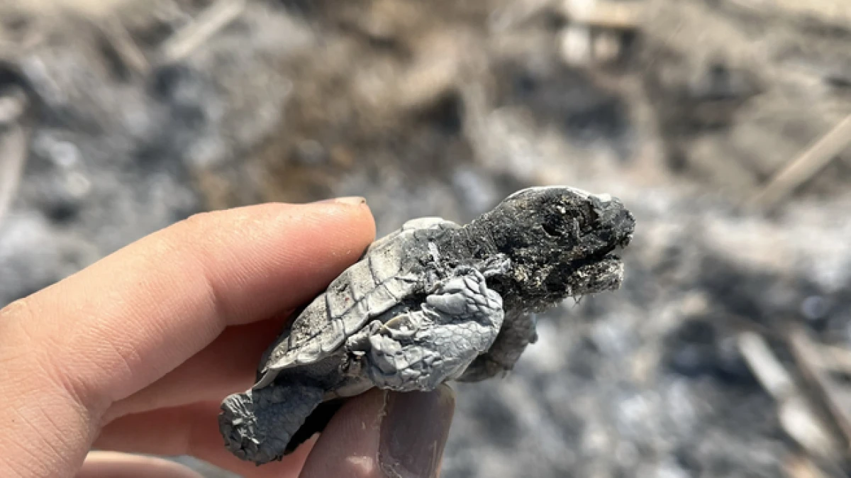 Antalya'da kumsalda yakılan ateş caretta yavrusunu &ouml;ld&uuml;rd&uuml;