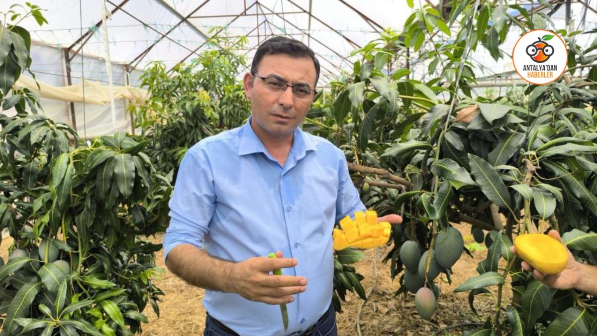 Antalya'da mango hasadı başladı  