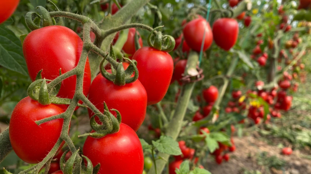 Antalya&rsquo;da Ocak ayında domates miktar endeksi yıllık y&uuml;zde 24,05 azaldı 