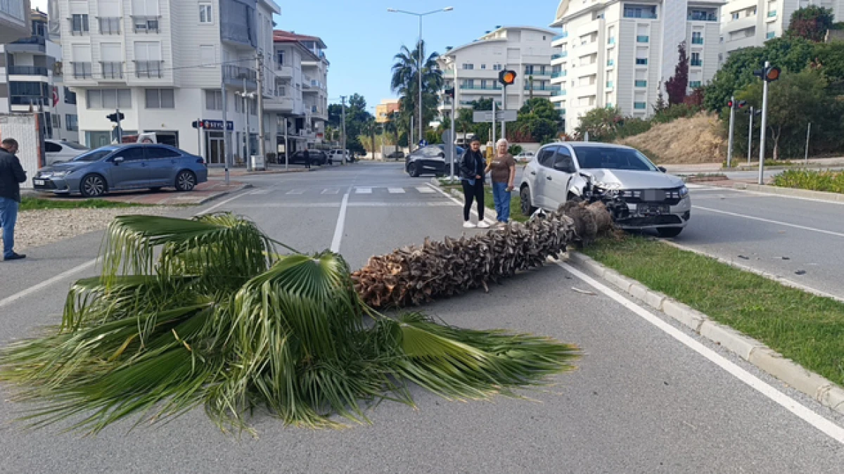Antalya’da pratik yapmak isteyen otomobil sürücüsü palmiyeyi devirdi