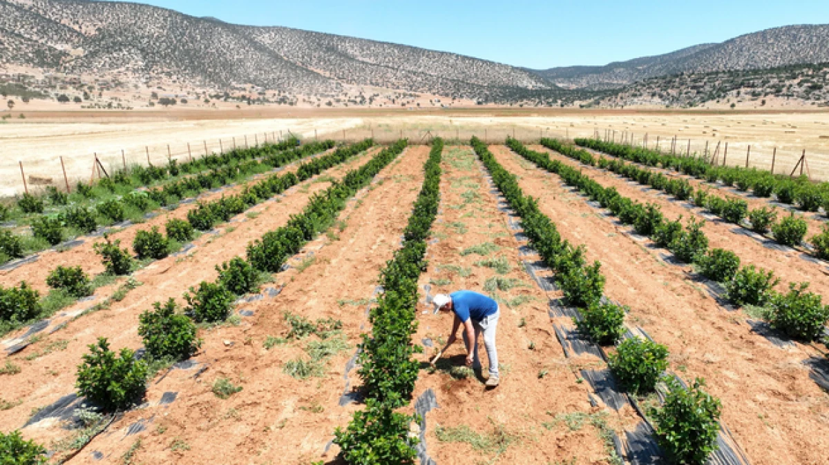 Antalya’da susuzluk nedeniyle tarım yapılamayan ilçe arıtma suyuyla yeşerdi   