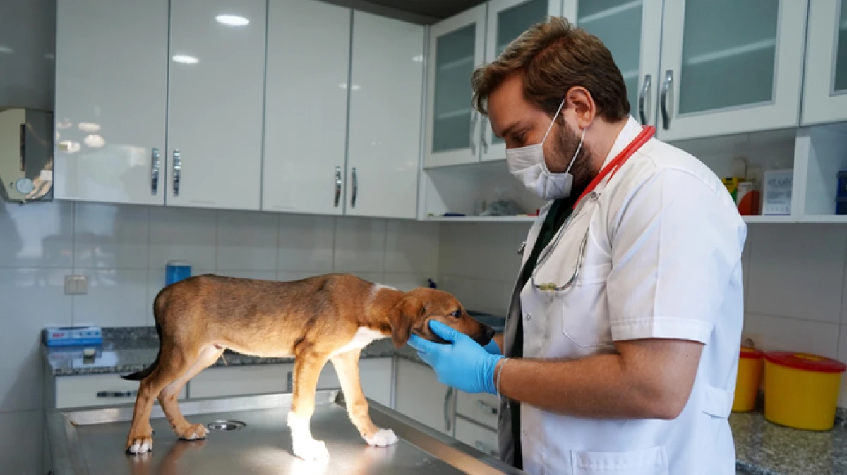 Antalya&rsquo;da yangında kurtarılan k&ouml;pekler yuva bekliyor