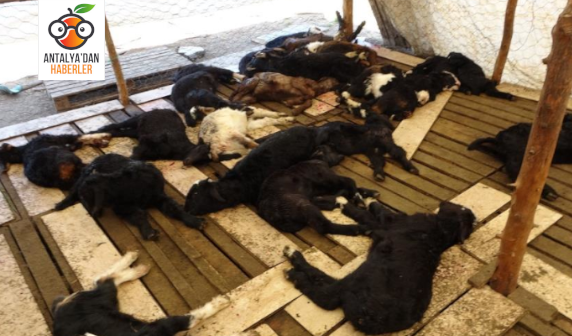 Antalya'da yasaklı cins köpekler 57 oğlağı telef etti 