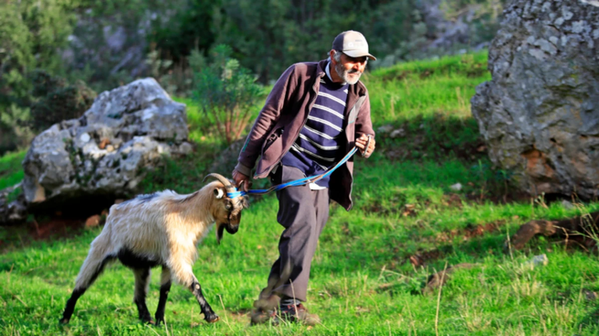 Antalya’da yaşlı adam mahsur kalan keçisine 4 gün sonra kavuştu
