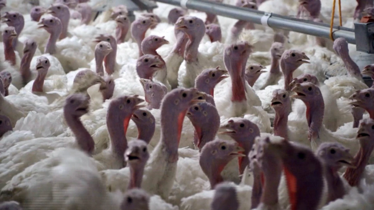 Antalya&rsquo;da yılbaşı hindisi fiyatları belli oldu