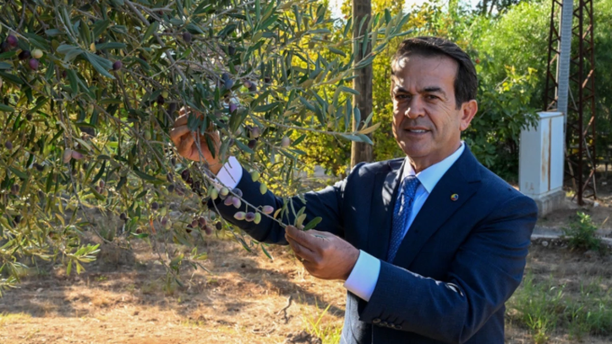 Antalya&rsquo;da zeytinyağı kalite yarışması i&ccedil;in son g&uuml;n 15 Ocak 