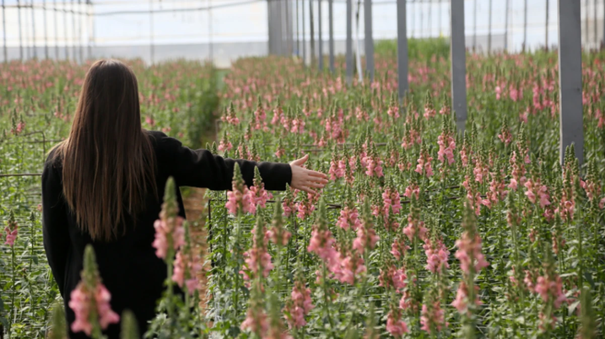 Antalya'dan Avrupa'ya yeni &ccedil;i&ccedil;ek: Aslanağzı
