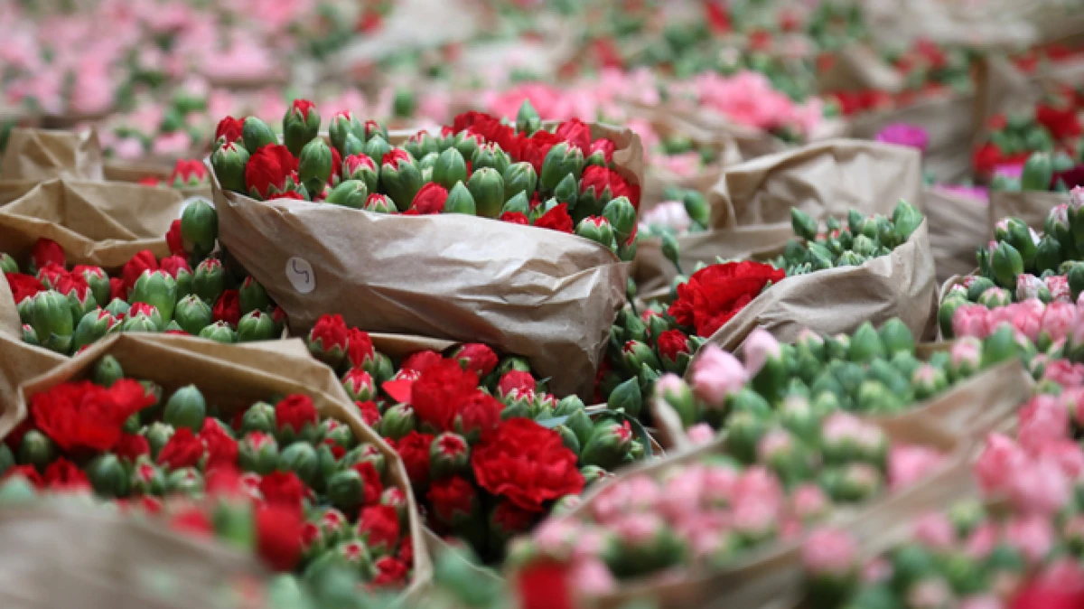 Antalya'dan 'Sevgililer G&uuml;n&uuml;' i&ccedil;in Avrupa'ya 75 milyon dal &ccedil;i&ccedil;ek 