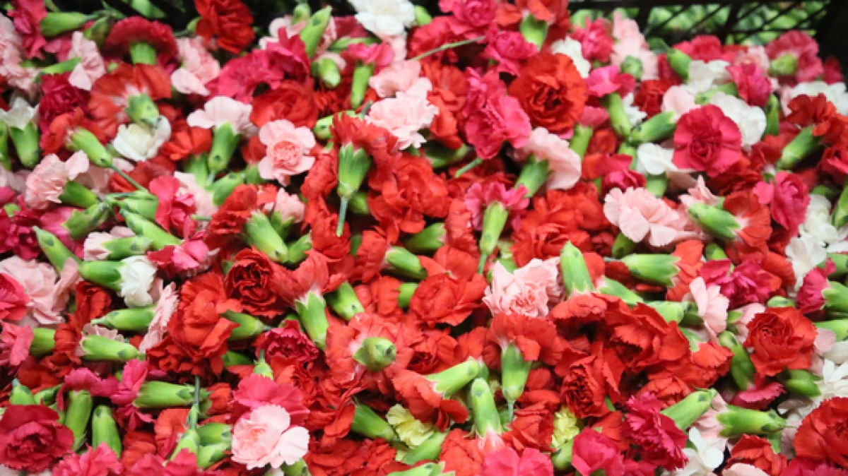 Antalya'dan Yunanistan'a 3 milyon dolarlık karanfil çiçeği kafası gönderiliyor