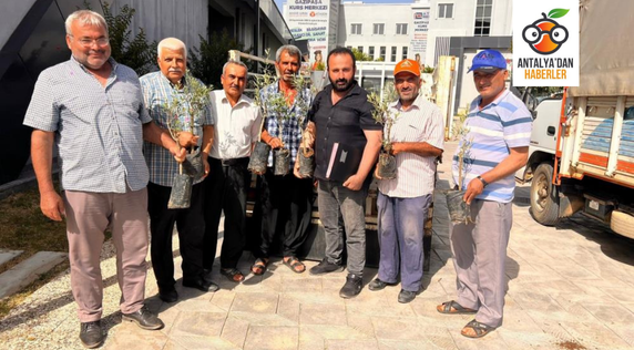 Antalyalı çiftçilere zeytin fidanı desteği 