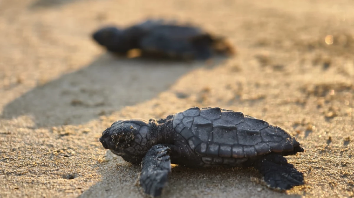 Belek&rsquo;te 2026'nın ilk caretta yavruları denizle buluştu 
