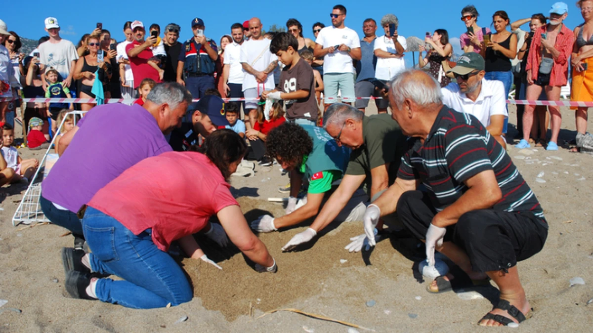 &Ccedil;ıralı'da son yuva a&ccedil;ıldı; bu yıl 3 bin 458 yavru caretta caretta denizle buluştu