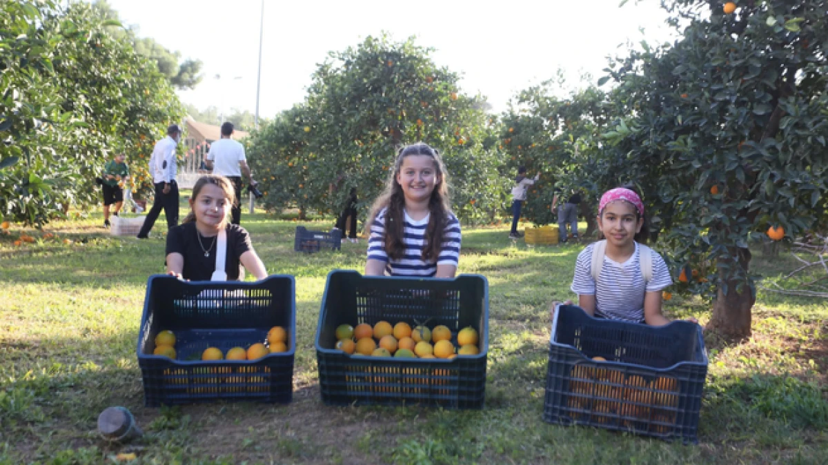 Dokumapark’tan toplanan portakallar vatandaşlarla paylaşıldı   
