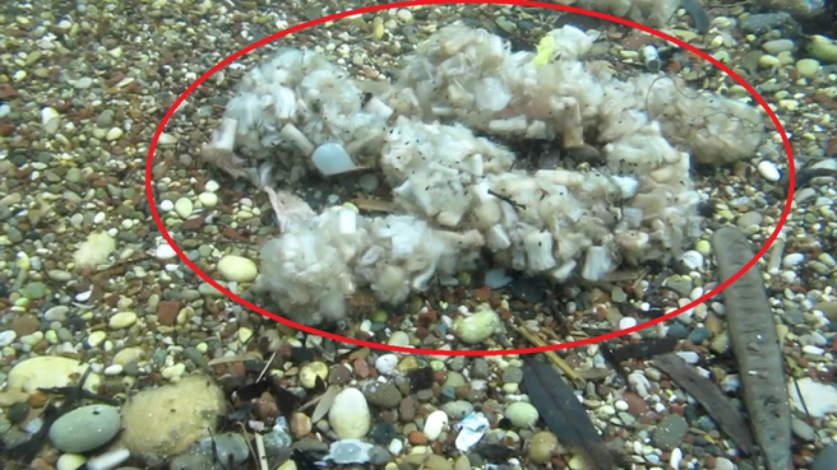 Dünyaca ünlü Konyaaltı Sahili pamuk tarlasına dönüştü