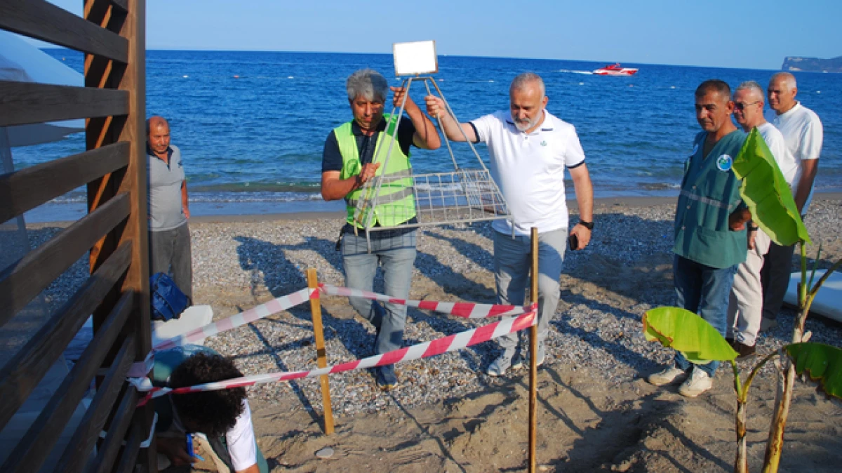 Kemer sahillerinde tespit edilen 38 deniz kaplumbağası yuvası korumaya alındı 